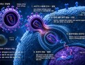 [쿠키과학] 암세포 잡는 면역세포 치료제, 더 싸고 강하게 만든다… 화학연, 열쇠 단백질 발굴