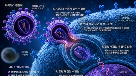 [쿠키과학] 암세포 잡는 면역세포 치료제, 더 싸고 강하게 만든다… 화학연, 열쇠 단백질 발굴