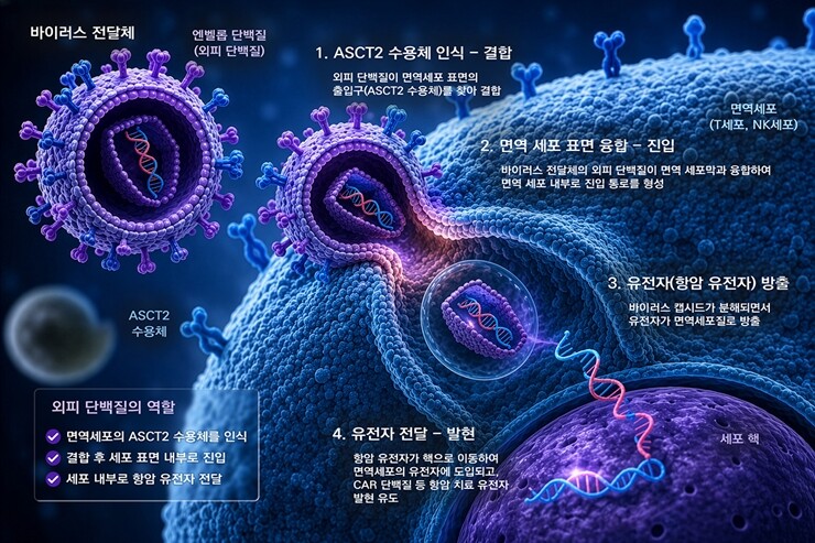 바이러스 전달체가 면역세포로 진입할 때 외피단백질 역할. 한국화학연구원