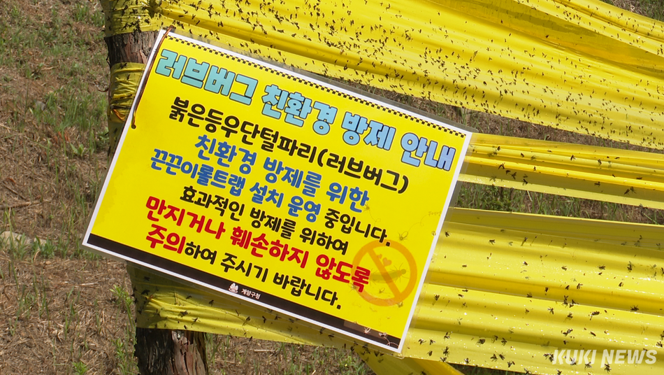 23일 인천 계양구 계양산 일대에 붉은등우단털파리(러브버그) 대발생에 대비해 친환경 방제 장비들이 가동되고 있다. 김재형 영상기자