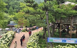 진주 월아산 수국정원축제 45만명 몰렸다…초여름 대표축제 ‘우뚝’