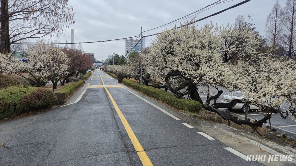 지난 3월 김해건설공고 와룡매가 만개해 있다. 신정윤 기자