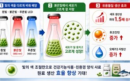 [쿠키과학] 붉은빛에서 오메가3 생산성  1.5배… 생명연, 미세조류 최적 배양 조건 제시