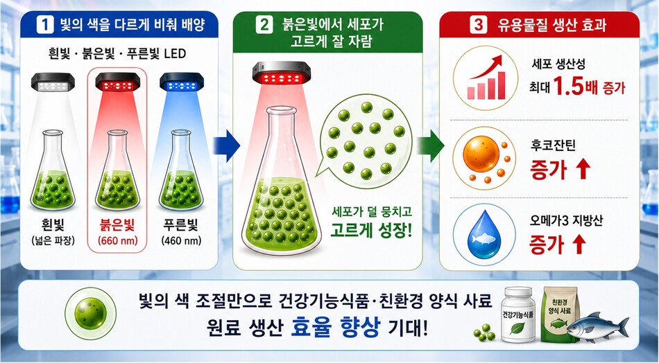 붉은빛 조건에서 배양한 해양 미세조류 티소크라이시스 루테아(Tisochrysis lutea)의 성장 모습. 붉은빛을 쬐었을 때 세포가 뭉치지 않고 고르게 자라나 세포 생산성을 높였으며, 건강기능식품과 친환경 사료 원료로 쓰이는 후코잔틴과 오메가3 지방산 생산량도 함께 증가했다. 한국생명공학연구원