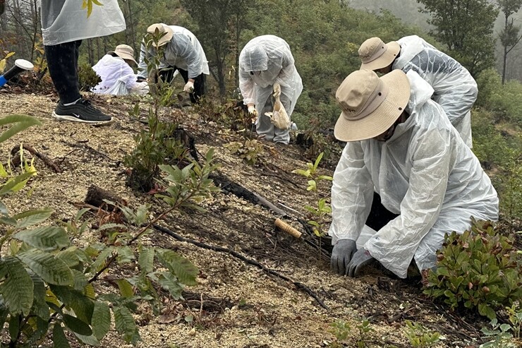 산불피해지 산림복원사업. 한국수목원정원관리원