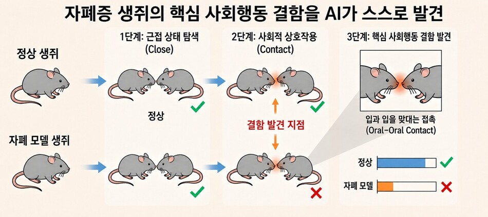 모델이 자폐 모델 생쥐와 정상 생쥐를 구분하는 과정을 분석한 결과, 두 마리가 가까이 있는 ‘근접 상태’를 먼저 탐색한 뒤 ‘입과 입을 맞대는 접촉(oral-oral contact)’ 행동에 결정적으로 주목하는 구조. 이는 자폐 모델 생쥐가 상호 사회행동에서 결함을 보인다는 생물학적 사실과 일치하며, 인공지능(AI)이 사전 지식 없이 움직임 데이터만으로 핵심 사회행동 결함을 스스로 발견했음을 보여준다. KAIST