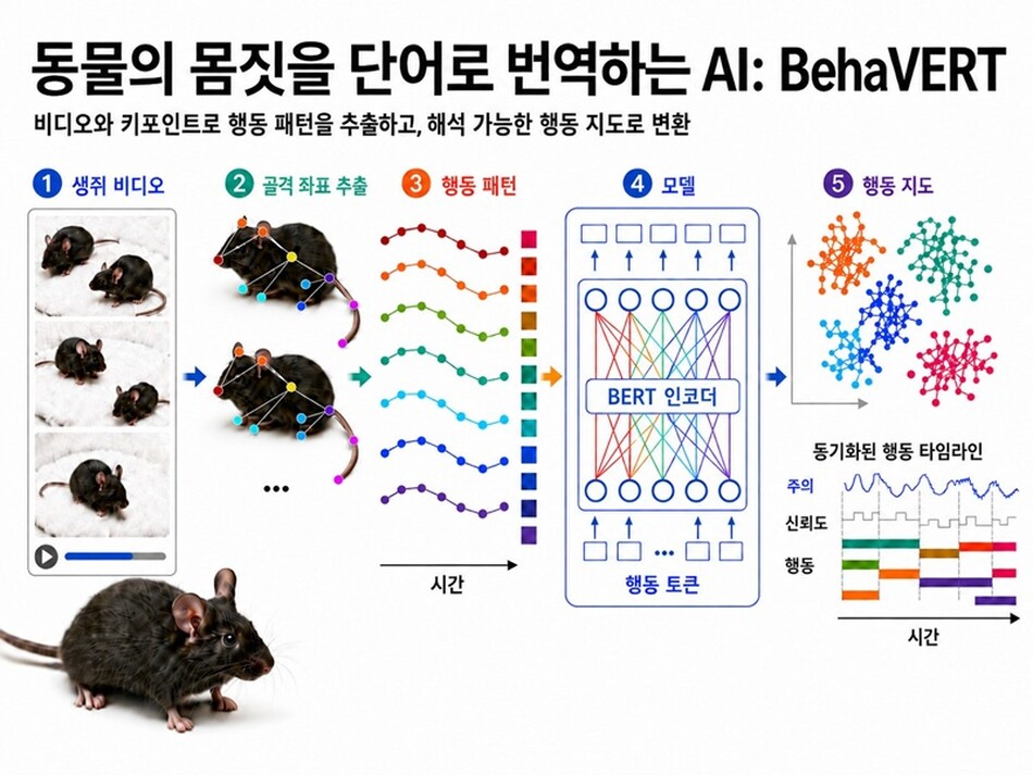 웹 기반 도구로 라벨링한 비디오 골격 좌표를 토큰으로 변환해 버트(BERT) 기반 트랜스포머에 입력하는 BehaVERT 파이프라인 개요도. 이 모델은 매 프레임 행동과 전체 상태를 동시 분류하며, 마지막 층 토큰을 활용한 비지도 군집화와 어텐션 분석으로 모델의 시간별 행동 판단 근거를 시각화한다. KAIST