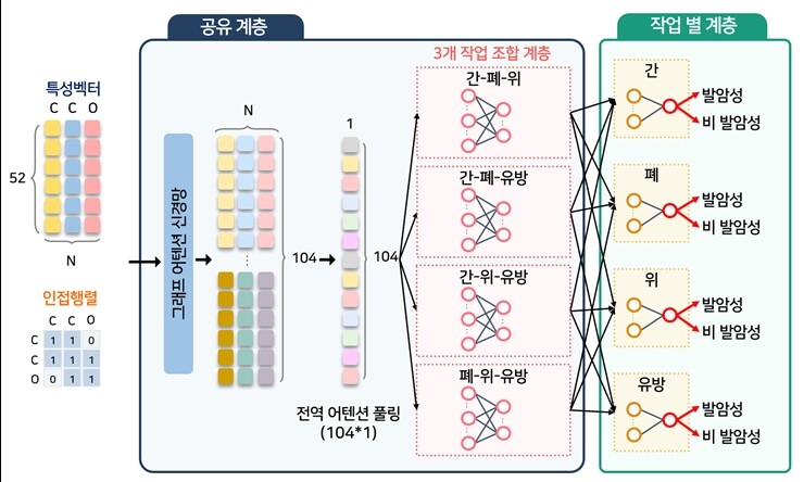 그래프 어텐션 신경망을 활용해 화학물질의 구조를 학습하고 간·폐·위·유방의 장기별 발암성을 예측하는 다중작업학습 인공지능 모델 구조. 한국연구재단