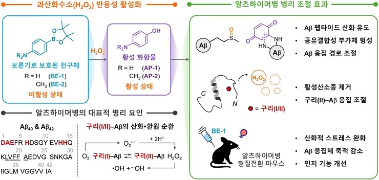 알츠하이머병 관련 다중 병리 인자 조절을 위한 과산화수소 반응성 활성 기반 화합물 전략과 시험관 내·생체 내 효능. KAIST