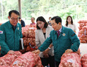 창녕 햇마늘 경매 본격화