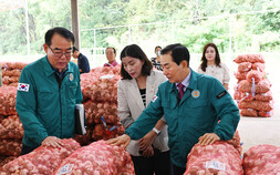 창녕 햇마늘 경매 본격화