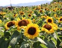 14만명 찾은 함안 강주해바라기축제…작은 마을이 만든 큰 기적