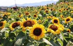 14만명 찾은 함안 강주해바라기축제…작은 마을이 만든 큰 기적