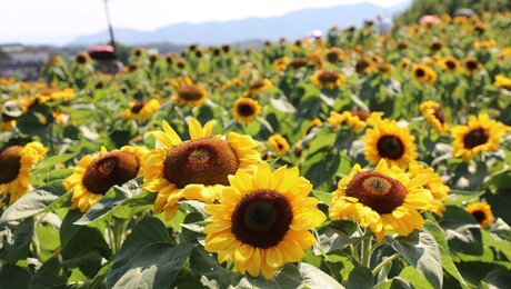 14만명 찾은 함안 강주해바라기축제…작은 마을이 만든 큰 기적
