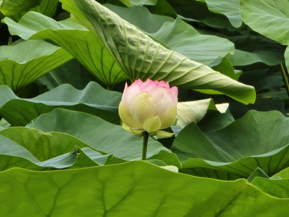 당진 면천 골정지에 핀 직경 25cm 크기의 연꽃 모습. 당진시