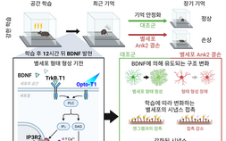 [쿠키과학] ‘기억 오래 남는 비밀’… IBS, 별세포 장기기억 역할 첫 규명