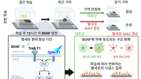 [쿠키과학] ‘기억 오래 남는 비밀’… IBS, 별세포 장기기억 역할 첫 규명