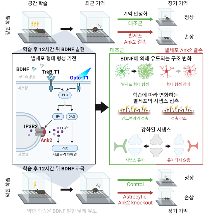 별세포가 장기 기억을 유지하는 핵심 조절 메커니즘. IBS