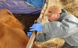 상주시, 구제역 유입 차단 총력…우제류 14만6천두 긴급 백신 접종