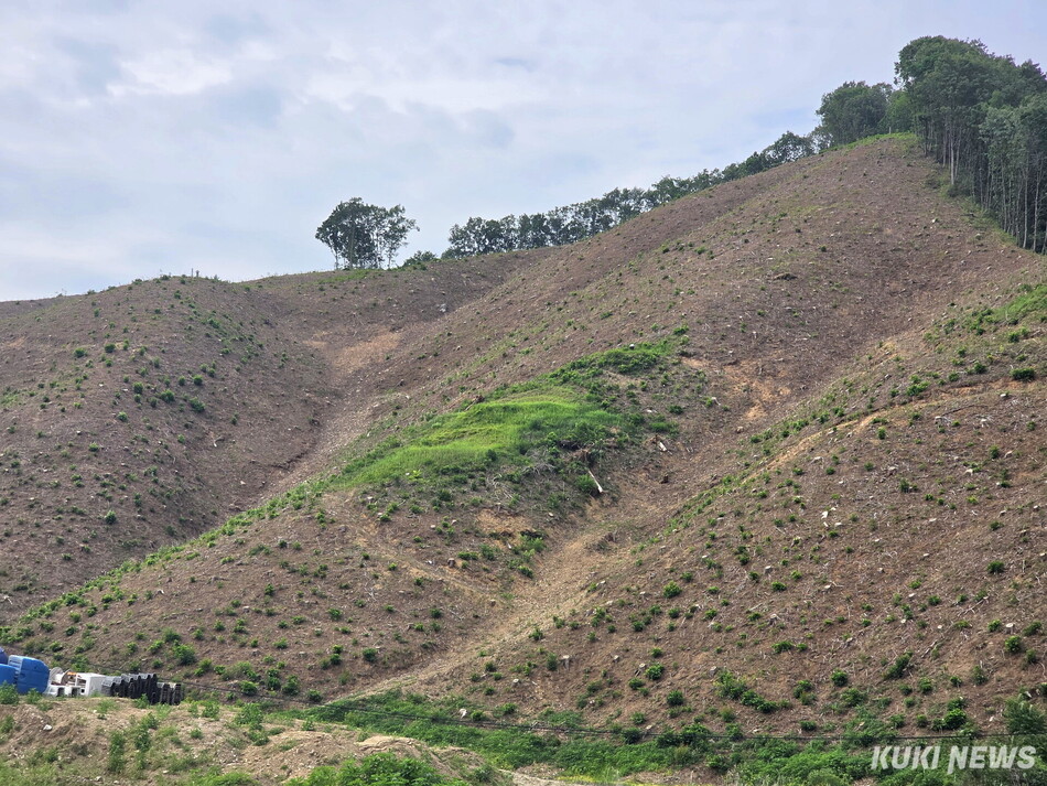 강원 춘천시 동산면 일대의 야산이 재선충병으로 감염된 소나무를 베어내 ‘민둥산‘으로 전락했다.(쿠키뉴스 DB)