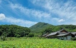 완주 송광사 백련지 ‘연꽃’ 폭염에도 화사한 빛깔 물들어