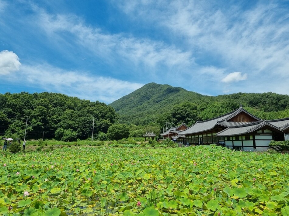 완주 송광사 백련지에 화사한 꽃망울을 터뜨린 연꽃을 배경으로 방문객들이 산책하고 있다.