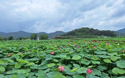 밀양연꽃단지 절정…공연예술축제와 함께 즐기는 여름 여행