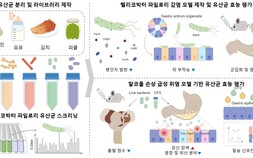 [쿠키과학] 생명연, 헬리코박터 억제 신규 프로바이오틱스 발굴