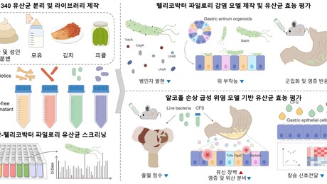 [쿠키과학] 생명연, 헬리코박터 억제 신규 프로바이오틱스 발굴