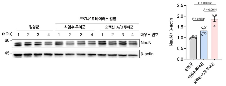 오렉신 투여 후 NeuN 단백질 발현 변화 추이. 국가독성과학연구소