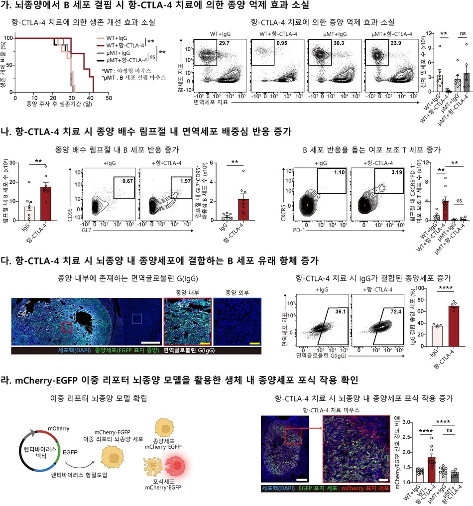 마우스 뇌종양 모델에서 확인한 항-CTLA-4 치료에 의해 유도되는 종양 배수 림프절의 B 세포 면역반응과 뇌종양 내 항암 면역반응. KAIST