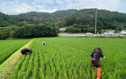 고성군, 벼 병해충 합동예찰 강화…고온다습 기상에 선제 대응