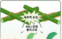 [쿠키과학] 병원균 공격 알리는 식물 ‘경보 시스템’… IBS, 면역 스위치 첫 규명