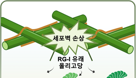 [쿠키과학] 병원균 공격 알리는 식물 ‘경보 시스템’… IBS, 면역 스위치 첫 규명