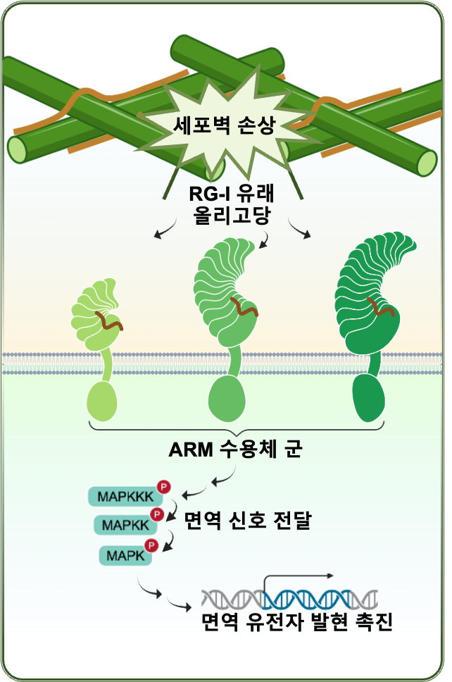 RG-I 인식과 식물 면역 신호전달 경로. IBS