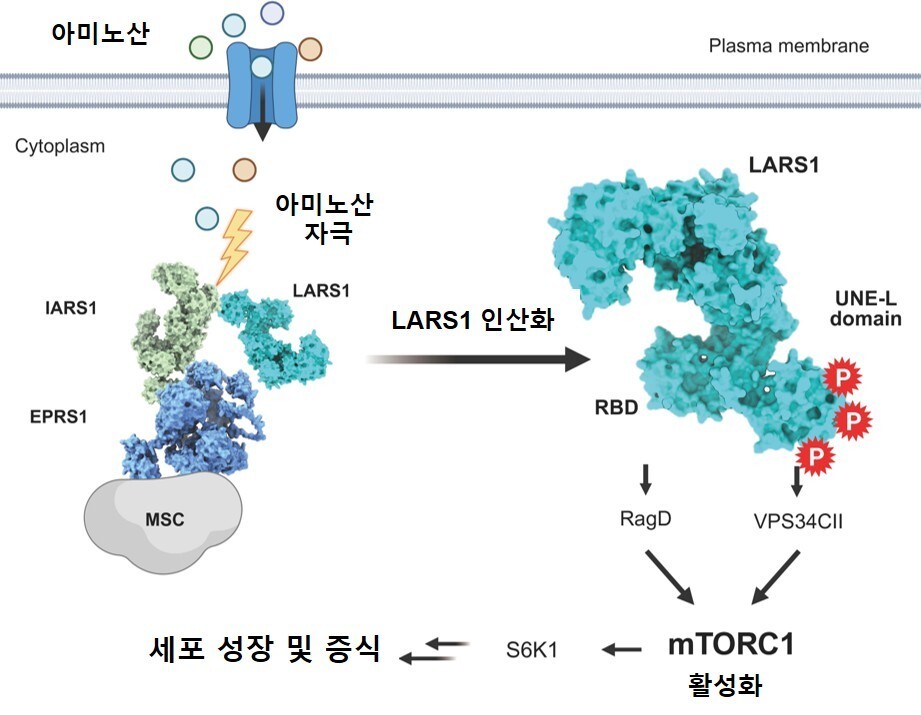 LARS1 인산화에 의한 mTORC1 활성화 모식도. KAIST