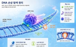 [쿠키과학] 암세포에 ‘위험신호’ 켜 면역 공격… KAIST, 면역·유전자 치료 나노입자 개발